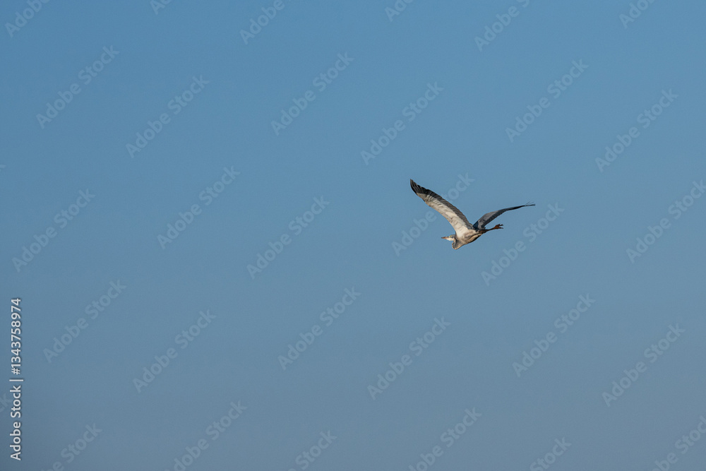 Czapla Czarnogłowa (Ardea cinerea) lecąca nad sawanną, Park Narodowy Tsavo i rezerwat wzgórz Taita, Kenia