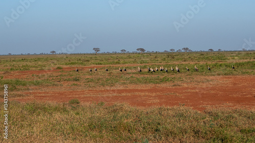 Obraz na płótnie Bocian Biały (Ciconia ciconia), stado na sawannie, Park Narodowy Tsavo i rezerwat wzgórz Taita, Kenia w salonie