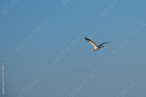 Obraz na płótnie Czapla Czarnogłowa (Ardea cinerea) lecąca nad sawanną, Park Narodowy Tsavo i rezerwat wzgórz Taita, Kenia w salonie