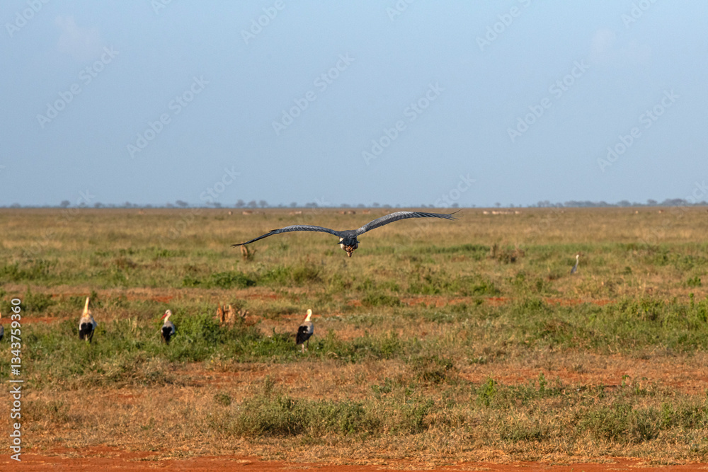 Bocian Biały (Ciconia ciconia) i lecąca Czapla Czarnogłowa (Ardea cinerea) na sawannie, Park Narodowy Tsavo i rezerwat wzgórz Taita, Kenia