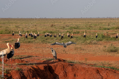 Bocian Biały (Ciconia ciconia) i Czapla Czarnogłowa (Ardea cinerea) stado na sawannie, Park Narodowy Tsavo i rezerwat wzgórz Taita, Kenia