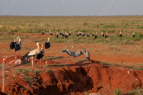 Obraz na płótnie Bocian Biały (Ciconia ciconia) i Czapla Czarnogłowa (Ardea cinerea) stado na sawannie, Park Narodowy Tsavo i rezerwat wzgórz Taita, Kenia w salonie