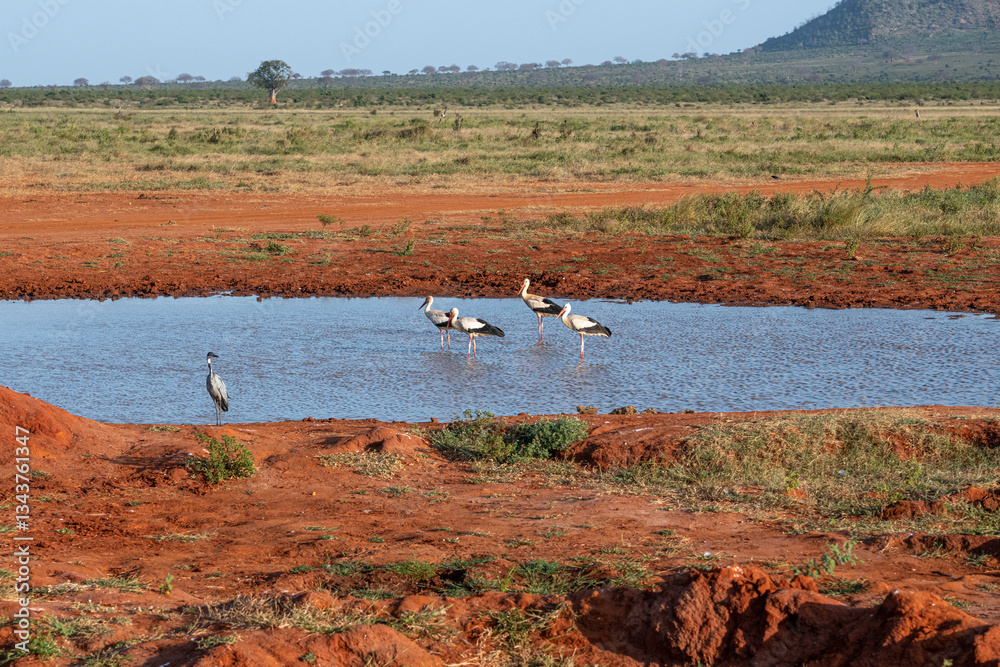 Bocian Biały (Ciconia ciconia), stado przy wodopoju na sawannie, Park Narodowy Tsavo i rezerwat wzgórz Taita, Kenia