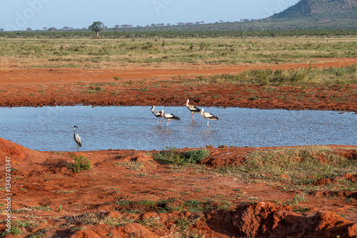 Obraz na płótnie Bocian Biały (Ciconia ciconia), stado przy wodopoju na sawannie, Park Narodowy Tsavo i rezerwat wzgórz Taita, Kenia w salonie