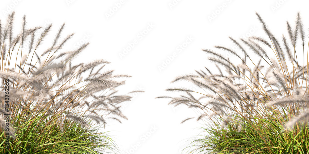 Fototapeta premium Flowers grass ornamental blooms cutout transparent backgrounds 3d render png file