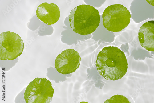Fresh green leaves of Centella asiatica or gotu kola or asiatic pennywort, floating on water. It is a medicinal herb with many health benefits.