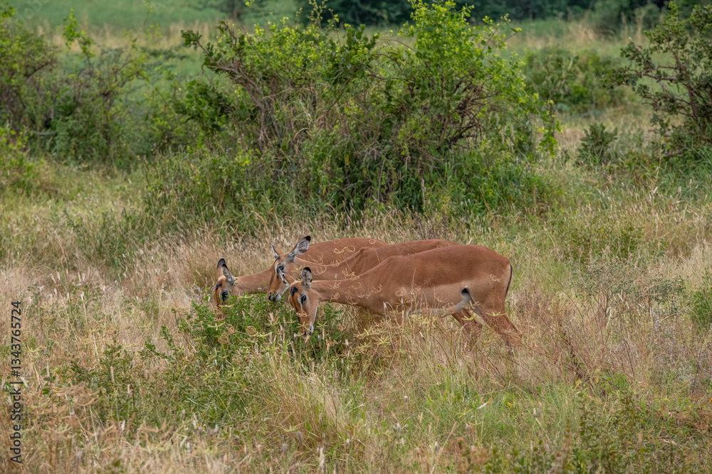 Fototapeta premium Impala - Aepyceros melampus, mała, szybka antylopa z afrykańskiej sawanny, stado na sawannie, Park Narodowy Tsavo i rezerwat wzgórz Taita, Kenia