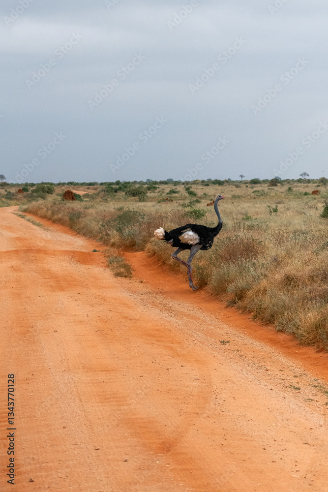Struś północnoafrykański, struś czerwonoszyi (Struthio camelus) stojący przy drodze gruntowej na sawannie, Park Narodowy Tsavo i rezerwat wzgórz Taita, Kenia