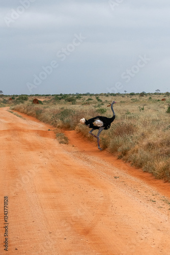 Obraz na płótnie Struś północnoafrykański, struś czerwonoszyi (Struthio camelus) stojący przy drodze gruntowej na sawannie, Park Narodowy Tsavo i rezerwat wzgórz Taita, Kenia w salonie