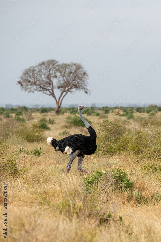 Struś północnoafrykański, struś czerwonoszyi (Struthio camelus) na sawannie, Park Narodowy Tsavo i rezerwat wzgórz Taita, Kenia
