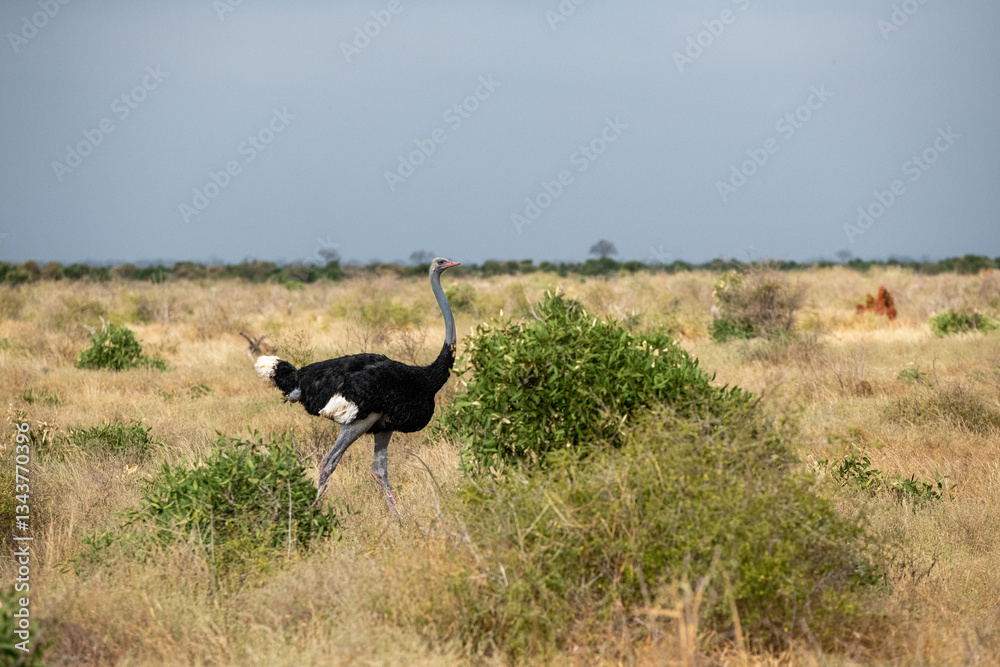 Naklejka premium Struś północnoafrykański, struś czerwonoszyi (Struthio camelus) dorosły samiec na sawannie, Park Narodowy Tsavo i rezerwat wzgórz Taita, Kenia