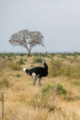 Obraz na płótnie Struś północnoafrykański, struś czerwonoszyi (Struthio camelus) na sawannie, Park Narodowy Tsavo i rezerwat wzgórz Taita, Kenia w salonie