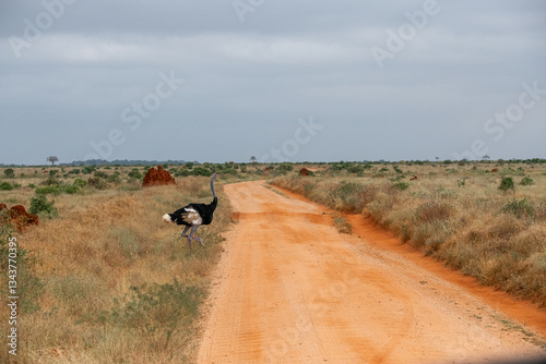 Struś północnoafrykański, struś czerwonoszyi (Struthio camelus) przechodzący przez czerwoną drogę, Park Narodowy Tsavo i rezerwat wzgórz Taita, Kenia, Afryka © Kamil_k2p