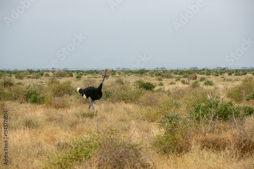 Struś północnoafrykański, struś czerwonoszyi (Struthio camelus) na sawannie, Park Narodowy Tsavo i rezerwat wzgórz Taita, Kenia © Kamil_k2p