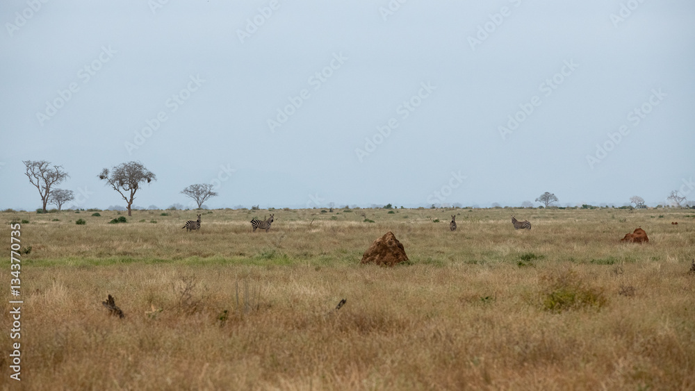 Naklejka premium Zebra (equus) stado spacerujące po równinach sawanny, Park Narodowy Tsavo i rezerwat wzgórz Taita, Kenia