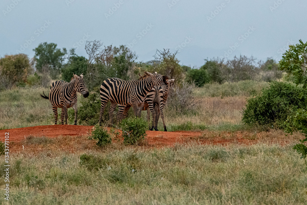 Zebra (equus) stado posilające się na sawannie, Park Narodowy Tsavo i rezerwat wzgórz Taita, Kenia
