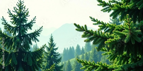 Majestic evergreen branches against bright white, trees, evergreen trees