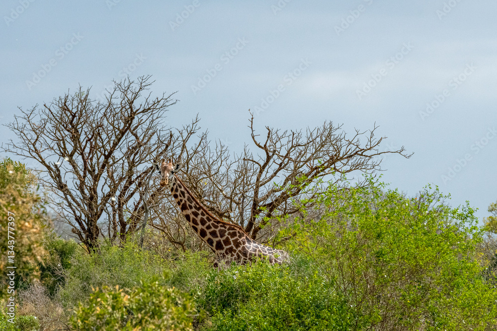 Żyrafa (camelopaurdalis) posilająca się na sawannie, Park Narodowy Tsavo i rezerwat wzgórz Taita, Kenia