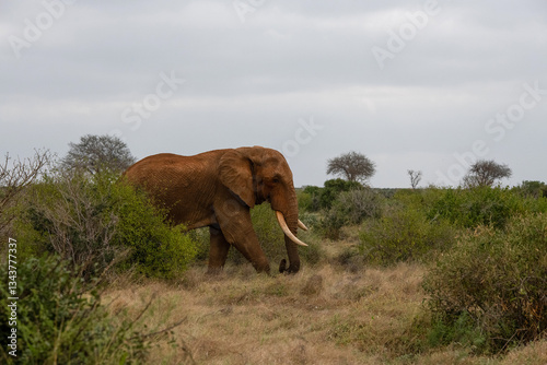 Obraz na płótnie słoń, afryka, loxodonta, elephantidae, park tsavo, ssak, zwierzę, kenia, botswana, tanzania, samiec, dziki, pejzaż, przejazd, park narodowy, sawanna, kły, kość słoniowa, chroniony gatunek, wakacje, pr w salonie