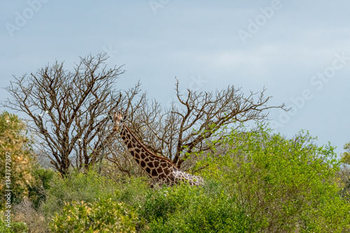 Obraz na płótnie Żyrafa (camelopaurdalis) posilająca się na sawannie, Park Narodowy Tsavo i rezerwat wzgórz Taita, Kenia w salonie