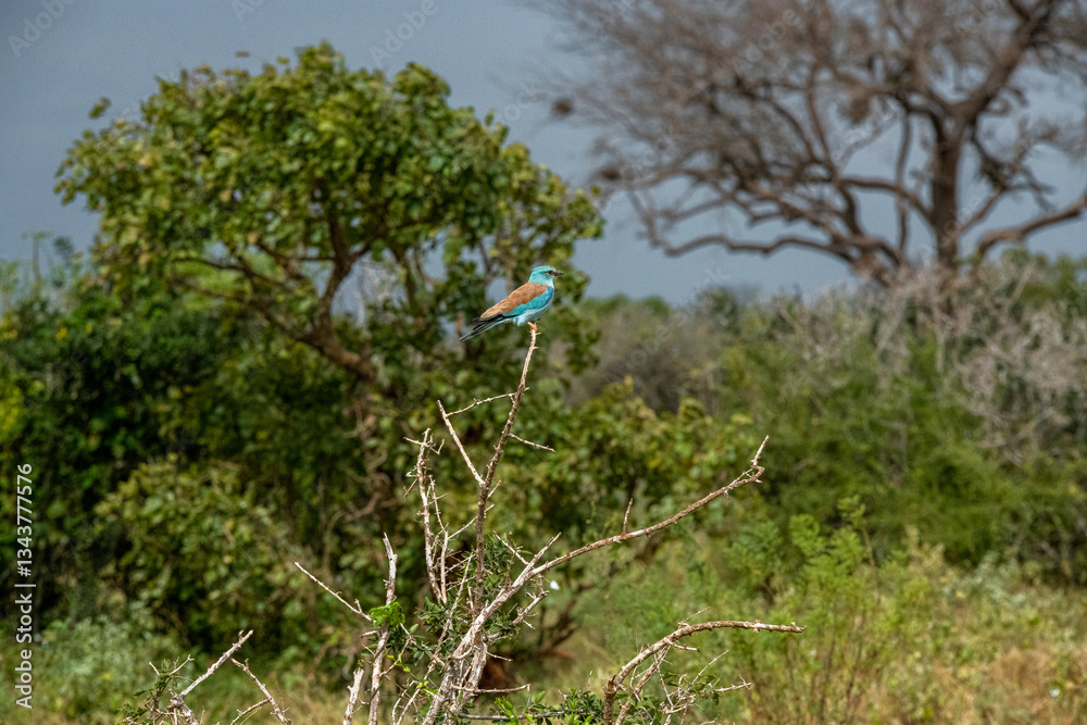 Kraska (Coracias garrulus) siedząca na suchej gałęzi, małe kolorowe ptaki zamieszkujące tereny sawanny, Park Narodowy Tsavo i rezerwat wzgórz Taita, Kenia, Afryka