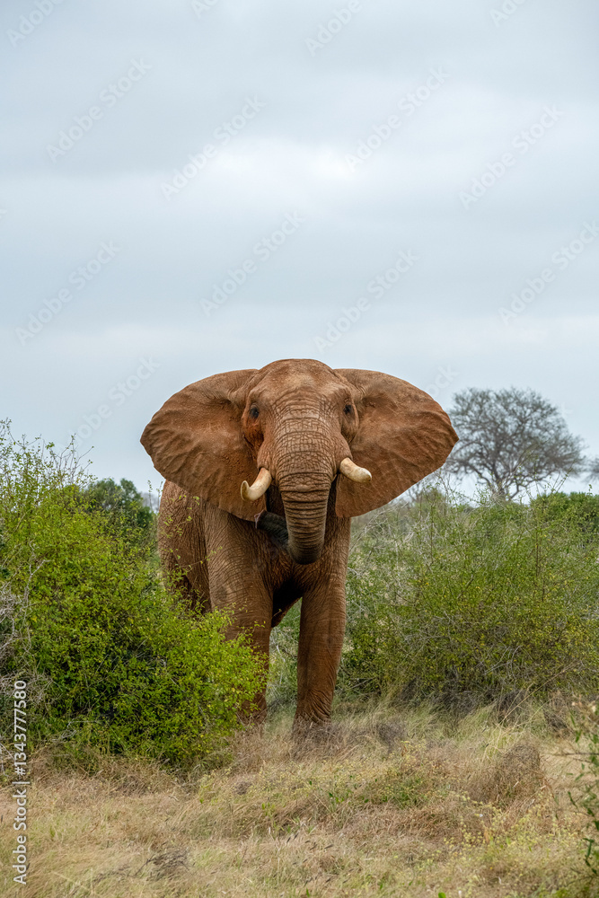 Obraz premium Słoń afrykański (Loxodonta africana), ogromny samiec na sawannie, Park Narodowy Tsavo i rezerwat wzgórz Taita, Kenia