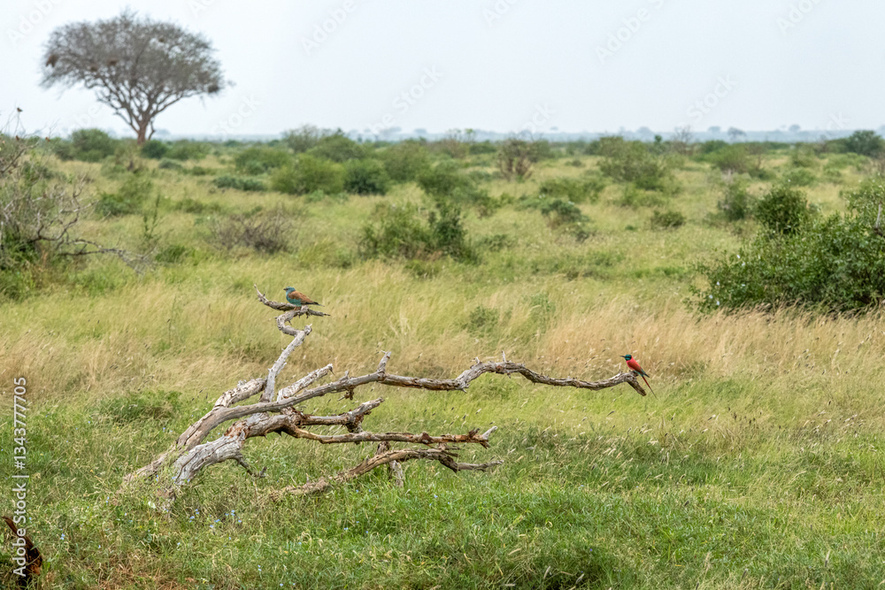 Kraska (Coracias garrulus) i Żołna karminowa (Merops nubicoides), dwa małe ptaki zamieszkujące tereny sawanny, Park Narodowy Tsavo i rezerwat wzgórz Taita, Kenia, Afryka