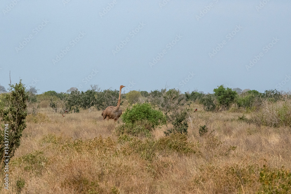Struś północnoafrykański, struś czerwonoszyi (Struthio camelus) samotna samica na sawannie, Park Narodowy Tsavo i rezerwat wzgórz Taita, Kenia