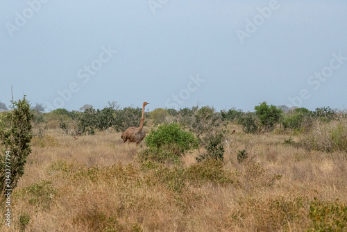 Obraz na płótnie Struś północnoafrykański, struś czerwonoszyi (Struthio camelus) samotna samica na sawannie, Park Narodowy Tsavo i rezerwat wzgórz Taita, Kenia w salonie
