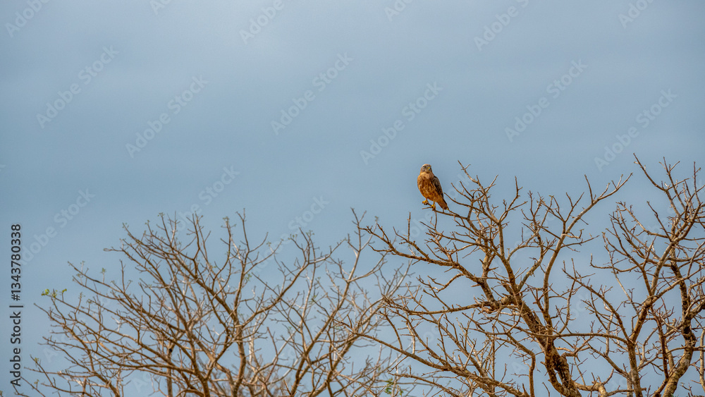 siedzący na drzewie Sokół wędrowny (Falco peregrinus), Park Narodowy Tsavo i rezerwat wzgórz Taita, Kenia