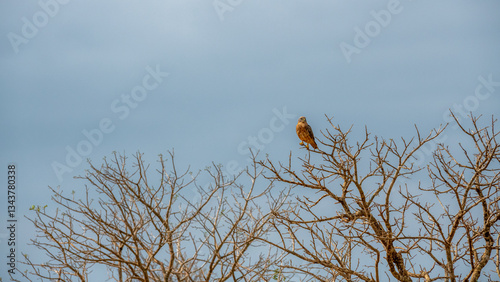 Obraz na płótnie siedzący na drzewie Sokół wędrowny (Falco peregrinus), Park Narodowy Tsavo i rezerwat wzgórz Taita, Kenia w salonie