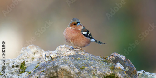 un pinson male sur un rocher photo
