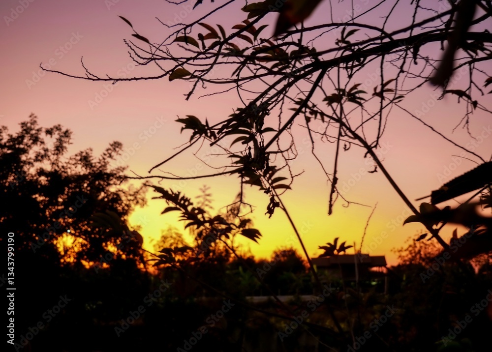 Obraz premium Silhouette of bushes in evening light