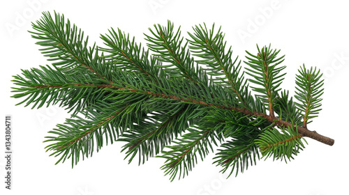Fresh pine branch with green needles showcasing natural beauty in a simple and organic setting