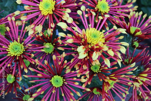 Canvas Print Chrysanthèmes en fleurs jaune et fushia