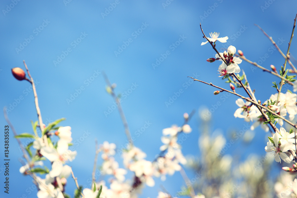 dreamy background of spring blossom tree. selective focus dreamy background of spring blossom tree. selective focus