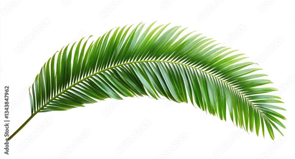 Obraz premium Tropical Palm Leaf