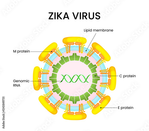 Diagram of Zika Virus Structure