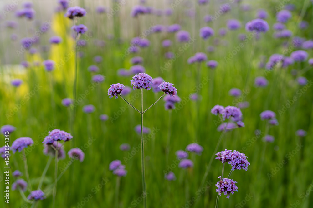 Naklejka premium Plants under the Sun