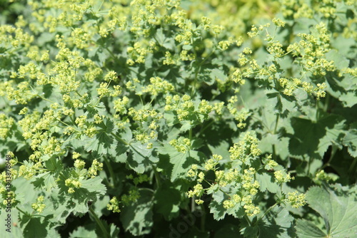 Alchemilla mollis Lady's mantle	 photo