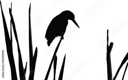Black Silhouette of a Humming Bird Sitting on a Reed in Wetlands - Vector EPS Illustration for Nature, Wildlife, and Landscape Designs