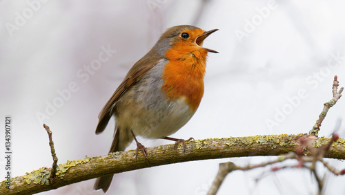 Bild auf Leinwand gros plan sur un rouge gorge chantant