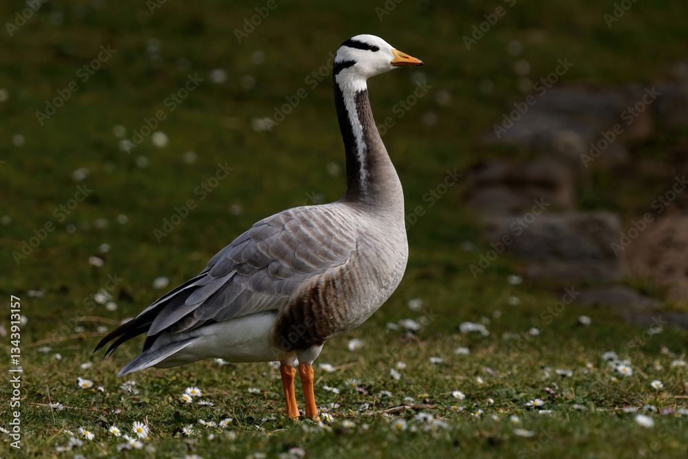 Oie à tête barrée
Anser indicus - Bar-headed Goose Oie à tête barrée
Anser indicus - Bar-headed Goose