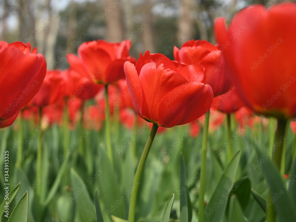 groups of red tulips blossom in the garden in sunny day groups of red tulips blossom in the garden in sunny day