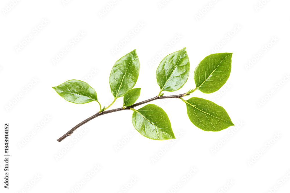 Fresh Green Leaves, Nature's Beauty and Organic Vibes Fresh Green Leaves, Nature's Beauty and Organic Vibes