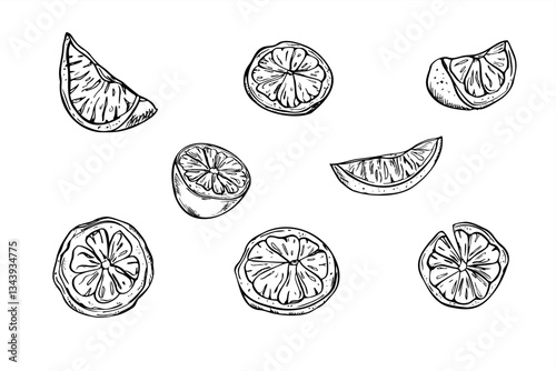Citrus slices set vector isolated illustration painted by black inks. Monochrome lemon, orange or lime pieces and half f fruit clipart. Food ingredient for card design, cocktail party, tropical decor