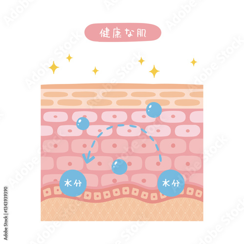 健康な肌の断面図のイラスト