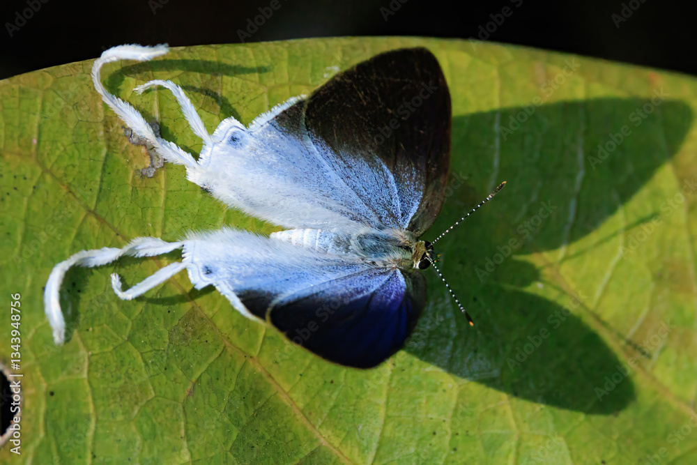 Obraz premium The Fluffy Tit butterfly standing on a leaf