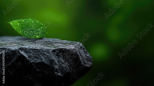 Dew-kissed leaf atop a dark stone