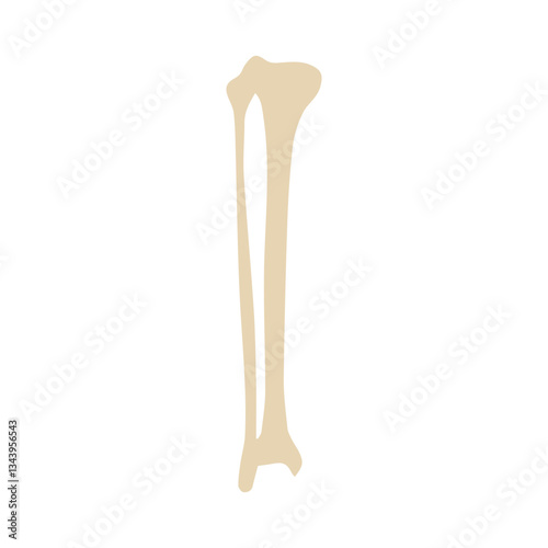 tibia and fibula anterior colored icon